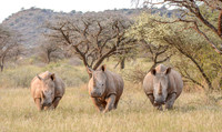 Three White Rhinos in grassland