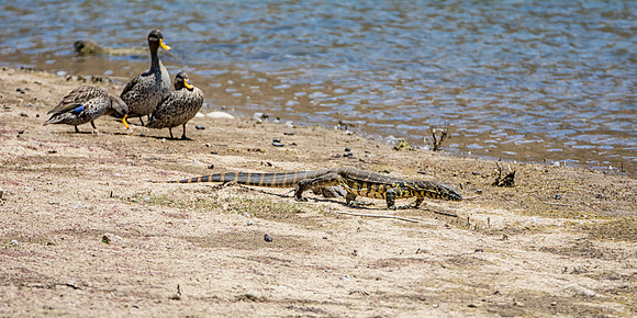 Nile Monitor