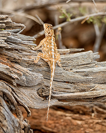 Southern Rock Agama