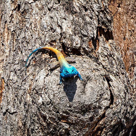 Male Tree Agama