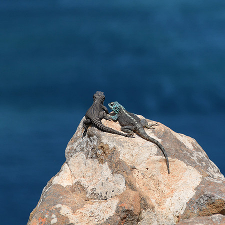 Black Girdled Lizard and Southern Rock Agama