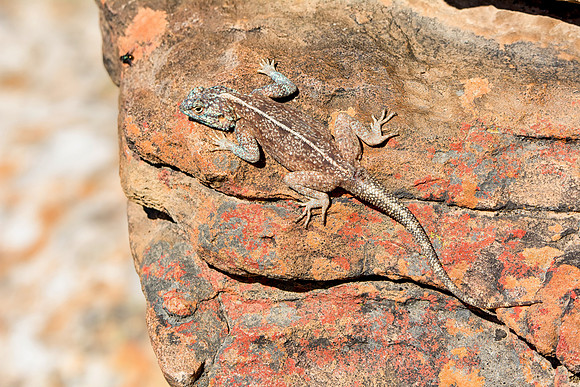 Southern Rock Agama