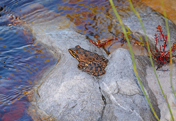 Cape River Frog