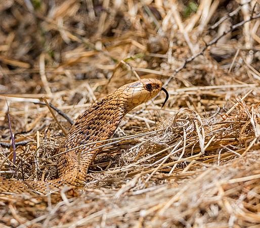 Cape Cobra