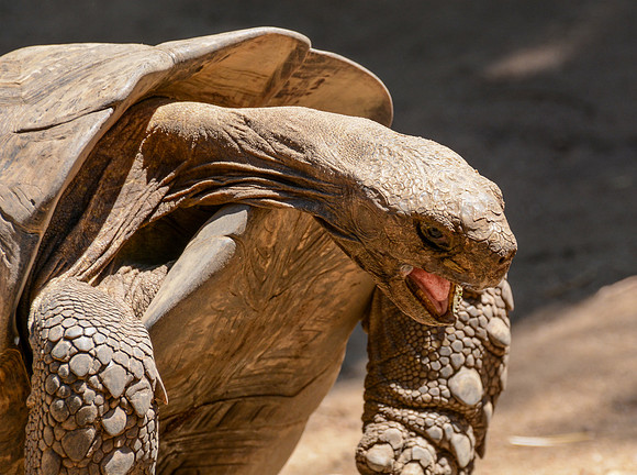 Leopard Tortoise