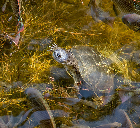 Terrapin