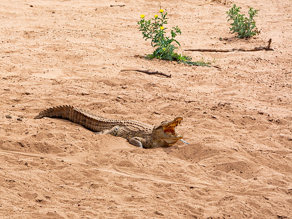 Nile Crocodile