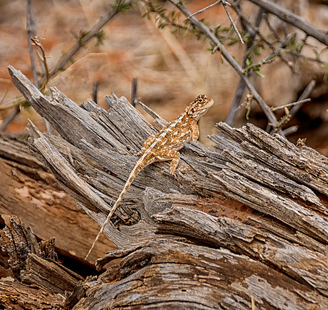 Southern Rock Agama
