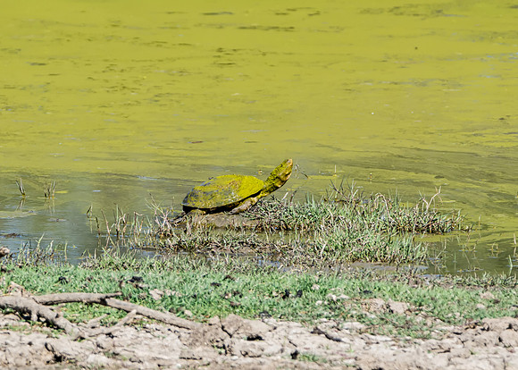 Terrapins