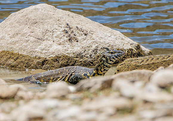 Nile Monitor