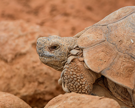 Leopard Tortoise