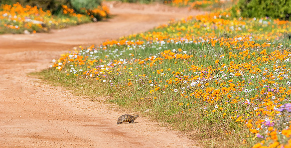 Tortoise Crossing