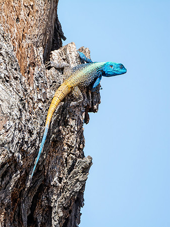 Male Tree Agama