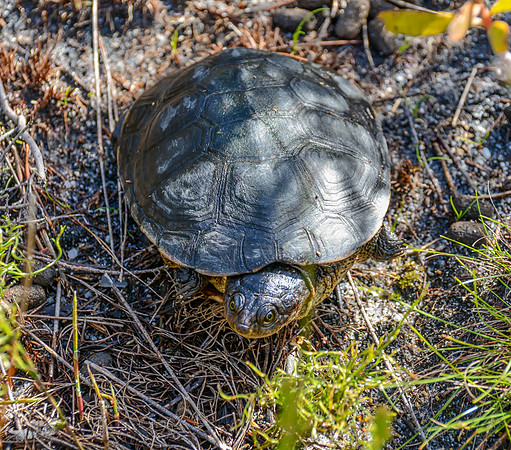 Cape Terrapin