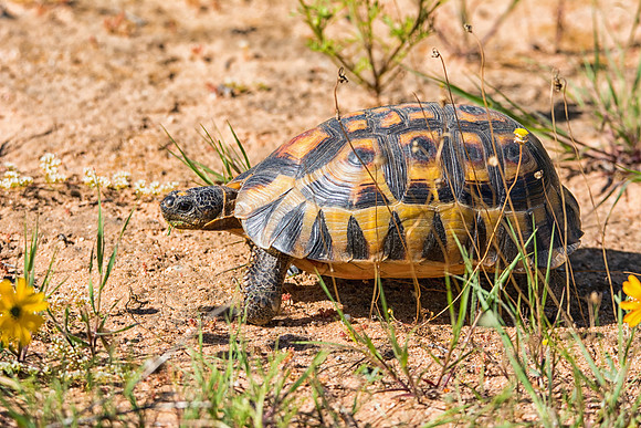 Angulate Tortoise