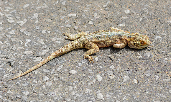 Southern Rock Agama