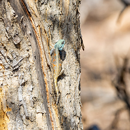 Female Tree Agama