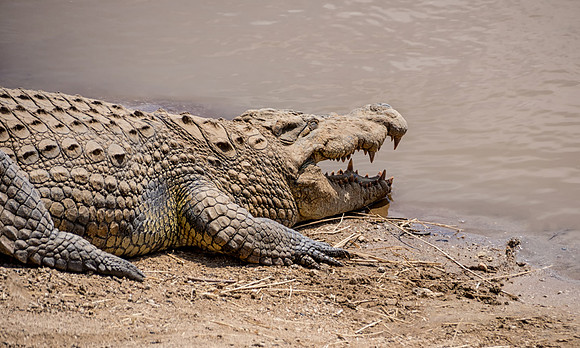 Nile Crocodile