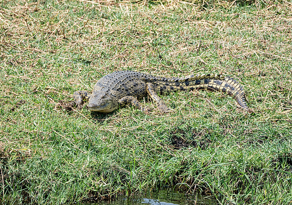 Nile Crocodile