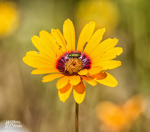Spring Flowers