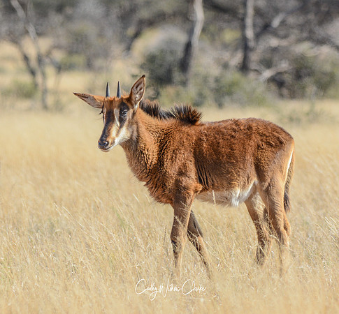 Sable Calf