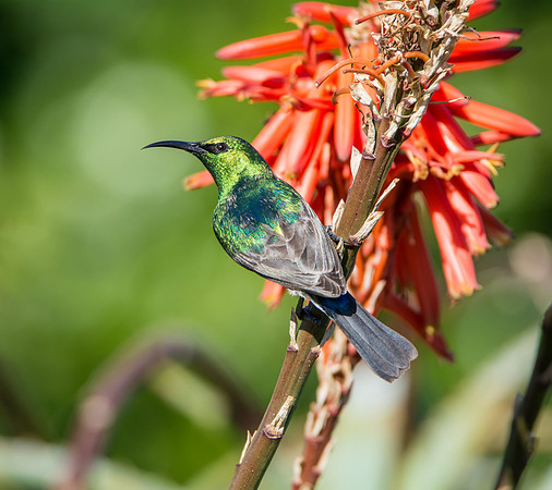 Southern Double-collared Sunbird