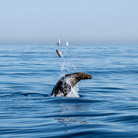 Cape Fur Seal