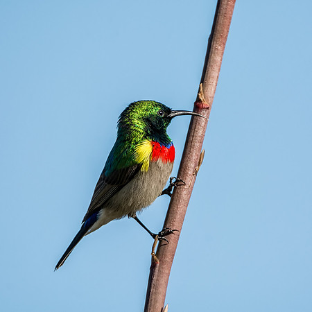 Double-collared Sunbird