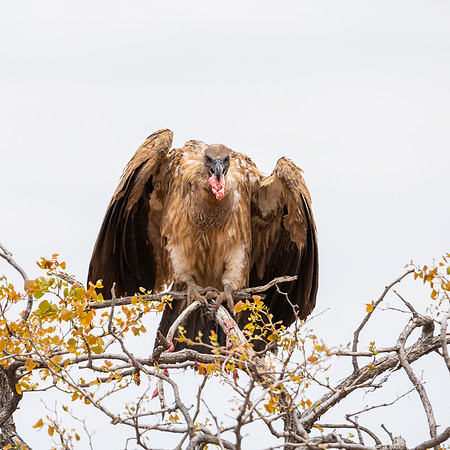 White-backed Vulture