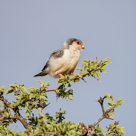 Pygmy Falcon