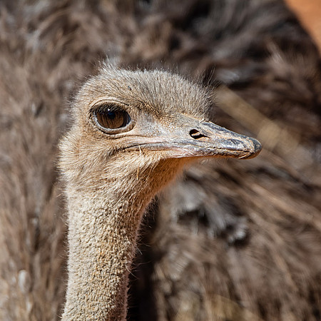Female Ostrich