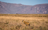 Aardwolf