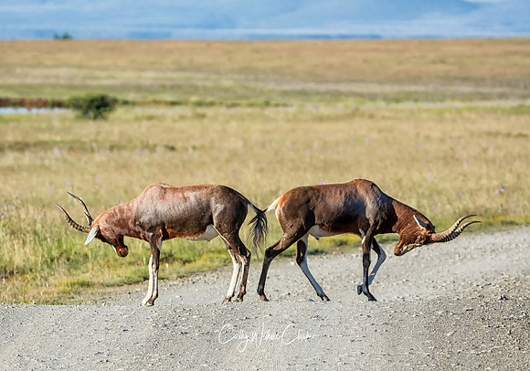 Blesbok