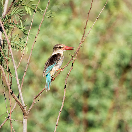 Brown-hooded Kingfisher