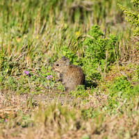 Karoo Bushrat