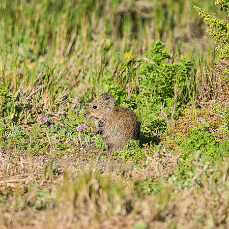 Karoo Bushrat