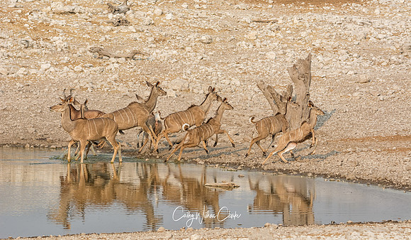 Female Kudus Running