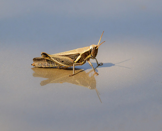 Grasshopper