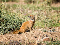 Mongoose