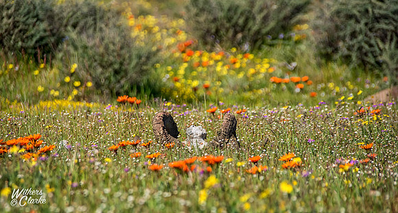 Spring Flowers