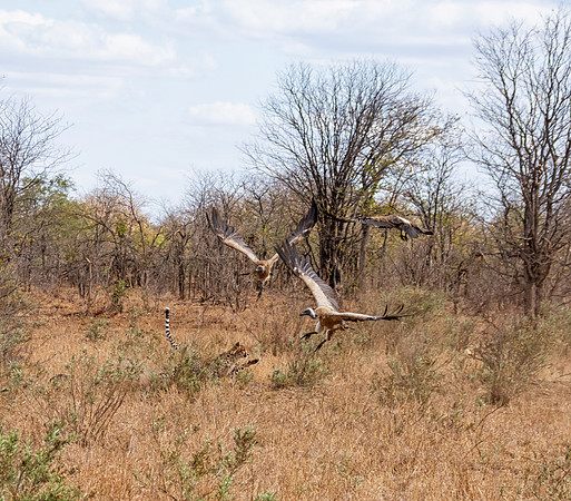Cheetah Chasing Vultures