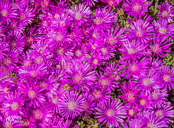Spring Flowers