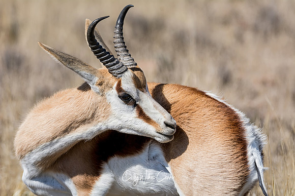 Springbok
