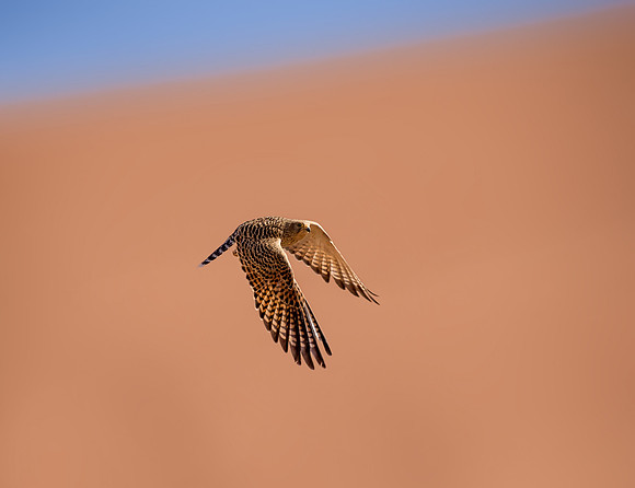 Greater Kestrel