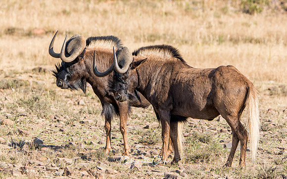 Black Wildebeest