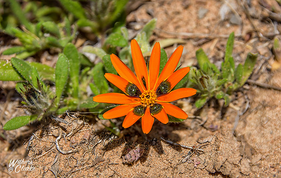 Spring Flowers