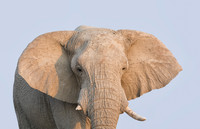 Elephants, Hippos, Giraffes