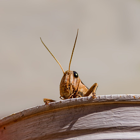 Garden Locust (Acanthacris ruficornis)
