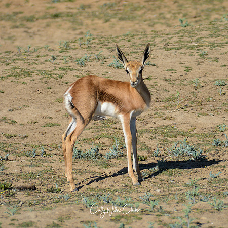 Springbok Lamb
