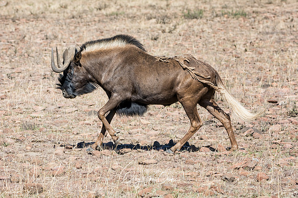Black Wildebeest Running